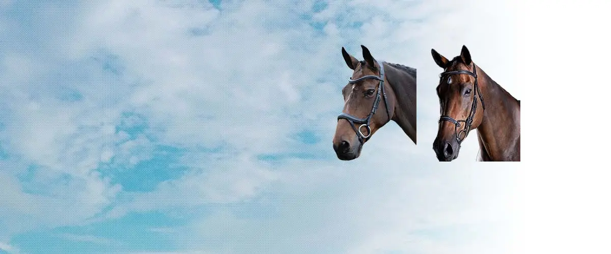 ウェザビータ(Weatherbeeta) 乗馬 頭絡