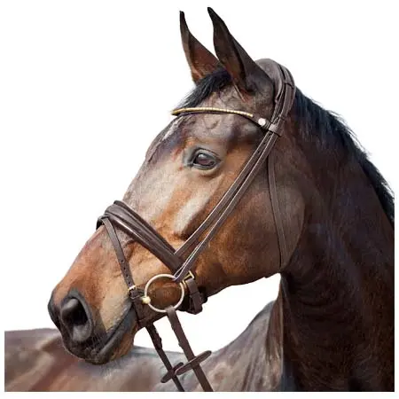 フィネス(Finesse) 乗馬 頭絡 Cayenne Flash Bridle – Brown/Gold