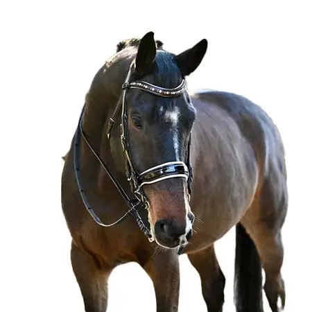 ホルターエゴ(Halter Ego) 乗馬 頭絡 タオス ブラック パテント ダブル