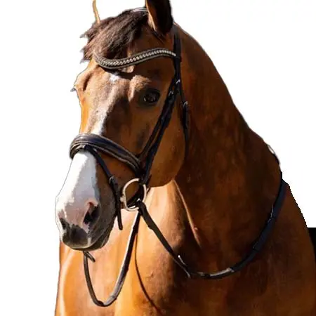エイチビーロイタースポーツ(HB Ruitersport) 乗馬 頭絡 ブライドルジャンプ ロッキー