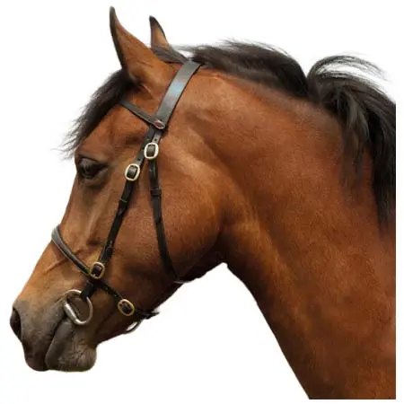 ウィンザーエストリアン(Windsor Equestrian) 乗馬 頭絡 Leather In-Hand Bridle – Bridle Leather